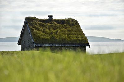House with vegetation on the roof
