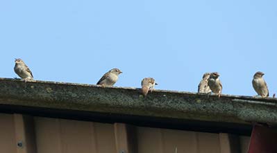 Sparrows sitting in a gutter