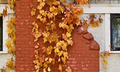 Chimney with fall leaves covering it